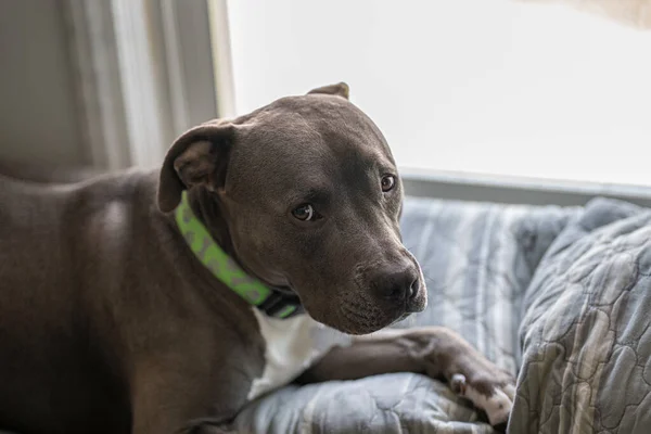 Pitbull yavrusunun üzgün bir yüzü var ve başı belada.