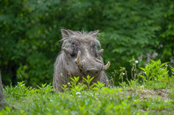 Das Erwachsene Warzenschweinmännchen Ruht Einem Heißen Sommertag Unter Einem Schattigen — Stockfoto
