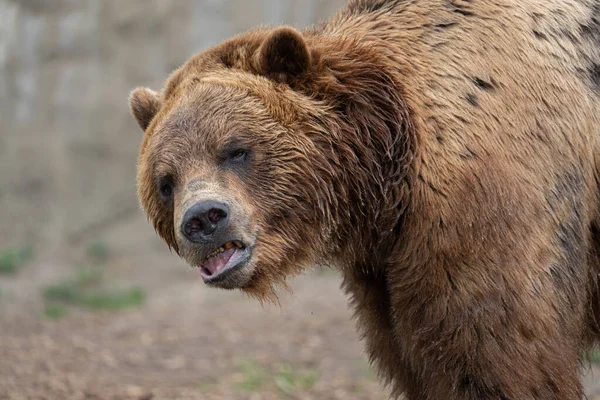 Erwachsener Grizzlybär Bekommt Einem Sonnigen Tag Ein Kopfschuss Porträtbild — Stockfoto