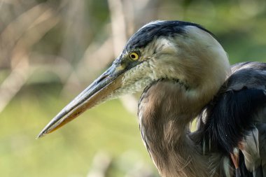 Mavi balıkçıl, güneşli bir günde Everglades 'te bir profil oluşturur.