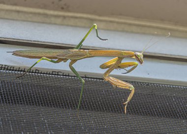 Güneşli bir günde pencerenizde otururken peygamberdevesi yavrularına yaklaştı.