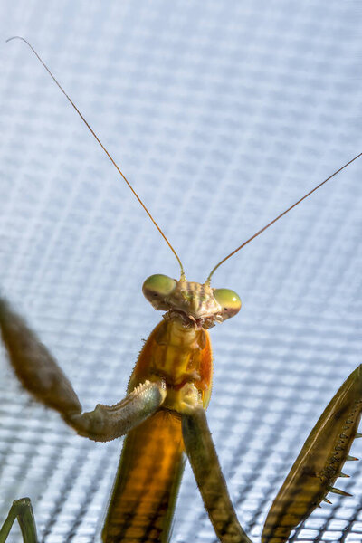 juvenile praying mantis gets a close up while sitting on your window screen on a sunny day
