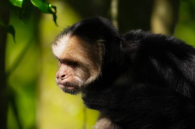 Kosta Rika 'nın yağmur ormanlarında güneşli bir günde beyaz yüzlü bir Capuchin Maymunu portresi