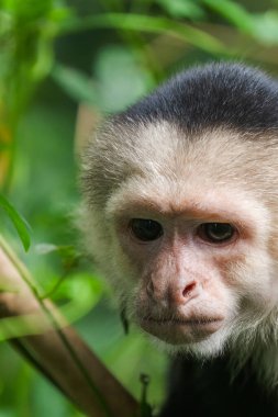 Kosta Rika 'nın yağmur ormanlarında güneşli bir günde beyaz yüzlü bir Capuchin Maymunu portresi