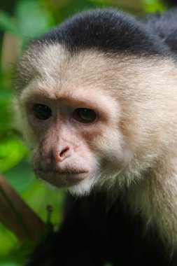 Kosta Rika 'nın yağmur ormanlarında güneşli bir günde beyaz yüzlü bir Capuchin Maymunu portresi