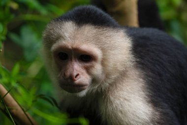 Kosta Rika 'nın yağmur ormanlarında güneşli bir günde beyaz yüzlü bir Capuchin Maymunu portresi