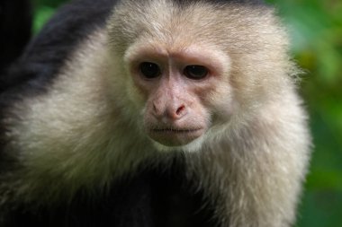 Kosta Rika 'nın yağmur ormanlarında güneşli bir günde beyaz yüzlü bir Capuchin Maymunu portresi