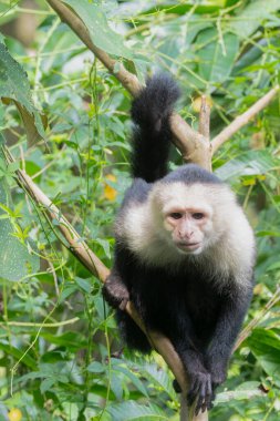 Beyaz Yüzlü Capuchin Maymunu Kosta Rika 'nın ağaç tepelerinden tropikal yağmur ormanlarını keşfediyor.