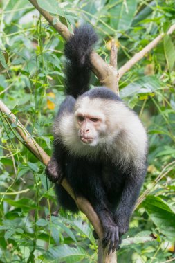 Beyaz Yüzlü Capuchin Maymunu Kosta Rika 'nın ağaç tepelerinden tropikal yağmur ormanlarını keşfediyor.