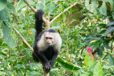 Beyaz Yüzlü Capuchin Maymunu Kosta Rika 'nın ağaç tepelerinden tropikal yağmur ormanlarını keşfediyor.