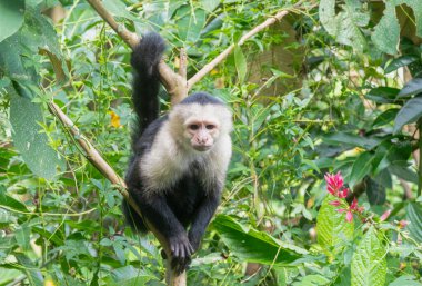 Beyaz Yüzlü Capuchin Maymunu Kosta Rika 'nın ağaç tepelerinden tropikal yağmur ormanlarını keşfediyor.
