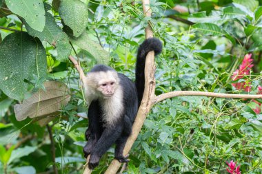 Beyaz Yüzlü Capuchin Maymunu Kosta Rika 'nın ağaç tepelerinden tropikal yağmur ormanlarını keşfediyor.
