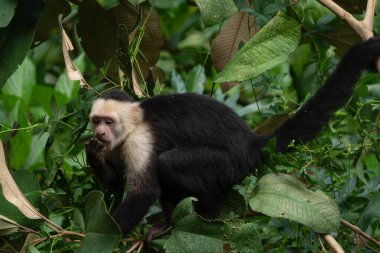 Beyaz Yüzlü Capuchin Maymunu Kosta Rika 'nın ağaç tepelerinden tropikal yağmur ormanlarını keşfediyor.