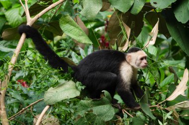 Beyaz Yüzlü Capuchin Maymunu Kosta Rika 'nın ağaç tepelerinden tropikal yağmur ormanlarını keşfediyor.