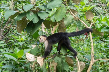 Beyaz Yüzlü Capuchin Maymunu Kosta Rika 'nın ağaç tepelerinden tropikal yağmur ormanlarını keşfediyor.