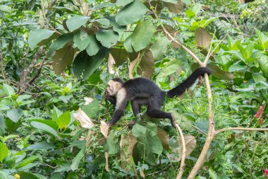 Beyaz Yüzlü Capuchin Maymunu Kosta Rika 'nın ağaç tepelerinden tropikal yağmur ormanlarını keşfediyor.