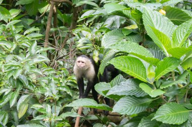 Beyaz Yüzlü Capuchin Maymunu Kosta Rika 'nın ağaç tepelerinden tropikal yağmur ormanlarını keşfediyor.