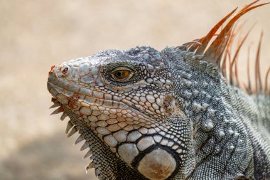 Büyük yeşil Iguana, çiftleşme mevsiminde Kosta Rika 'nın tropikal yağmur ormanlarında kafasından vuruldu.