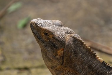 Büyük yeşil Iguana, çiftleşme mevsiminde Kosta Rika 'nın tropikal yağmur ormanlarında kafasından vuruldu.