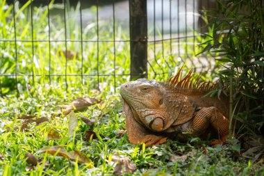 Büyük yeşil Iguana, çiftleşme mevsiminde Kosta Rika 'nın tropikal yağmur ormanlarında güneşlenirken tünemiş ve tetikte.