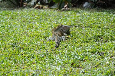 Büyük yeşil Iguana, çiftleşme mevsiminde Kosta Rika 'nın tropikal yağmur ormanlarında güneşlenirken tünemiş ve tetikte.