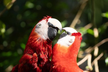 Güneşli bir günde Kosta Rika 'nın tropikal yağmur ormanlarında canlı bir Kızıl Macaw' ın portresi