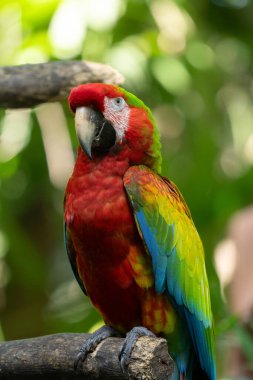 Güneşli bir günde Kosta Rika 'nın tropikal yağmur ormanlarında canlı bir Kızıl Macaw' ın portresi