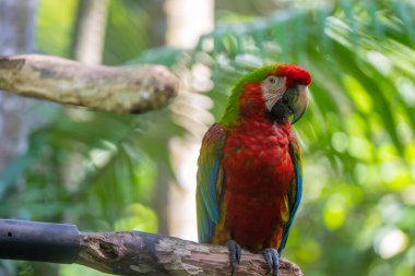Kosta Rika 'nın tropikal yağmur ormanlarında canlı Kızıl Macaw güneşli bir günde tünemiştir.