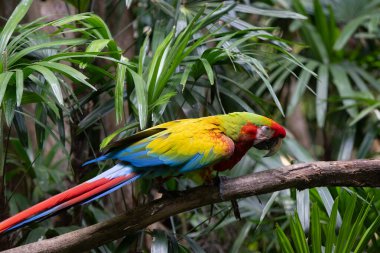 Kosta Rika 'nın tropikal yağmur ormanlarında canlı Kızıl Macaw güneşli bir günde tünemiştir.