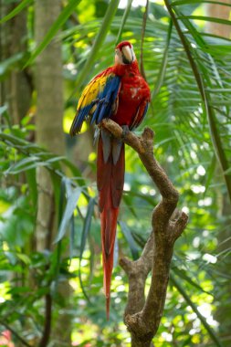 Kosta Rika 'nın tropikal yağmur ormanlarında canlı Kızıl Macaw güneşli bir günde tünemiştir.