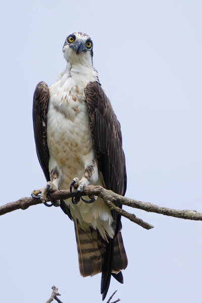 Large Osprey is perched and watching for food along the rivers of the tropical rainforests of Costa Rica
