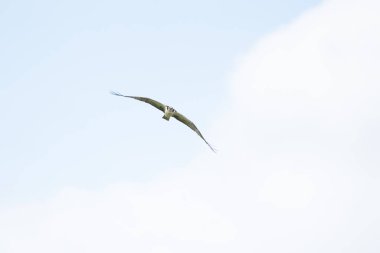 Kosta Rika 'nın tropikal yağmur ormanlarında güneşli bir günde kanatları açık uçan Osprey.