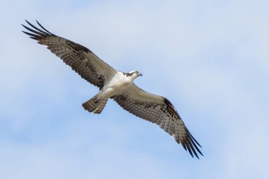 Kosta Rika 'nın tropikal yağmur ormanlarında güneşli bir günde kanatları açık uçan Osprey.