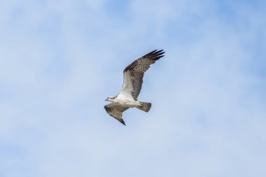 Kosta Rika 'nın tropikal yağmur ormanlarında güneşli bir günde kanatları açık uçan Osprey.