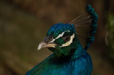 Tavus kuşu, güneşli bir günde Kosta Rika 'daki tropikal yağmur ormanları parkında yaklaştı.