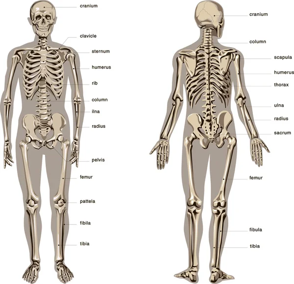 Human anatomy set illustration — Stock Photo, Image