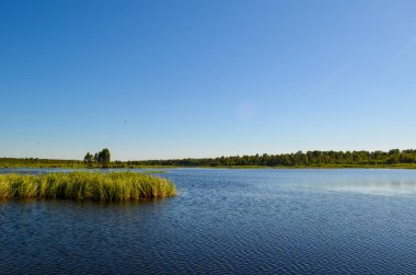 Orman ve ağaçların arasındaki saf mavi göl.