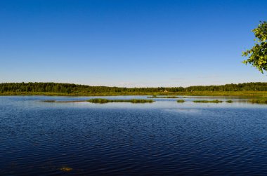Orman ve ağaçların arasındaki saf mavi göl.
