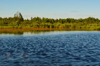 Orman ve ağaçların arasındaki saf mavi göl.