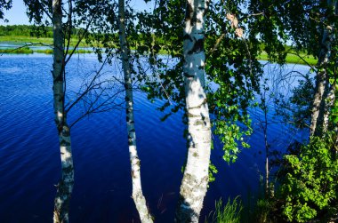 Mavi gölde Rus beyaz huş ağaçları