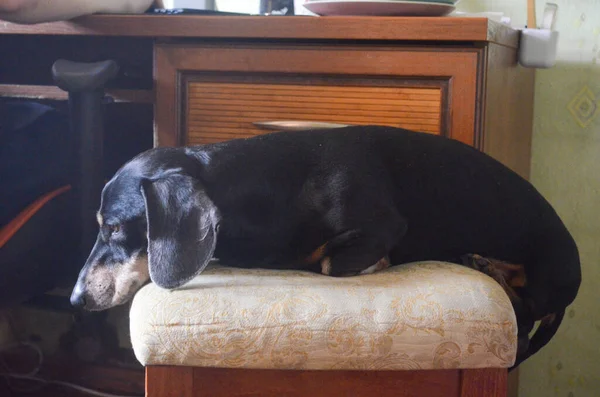 Teckel Noir Repose Sur Tabouret Haut Beige Doux — Photo