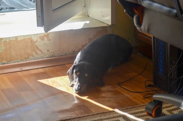 黒いダックスフントは部屋の床の上の太陽の下にあり — ストック写真