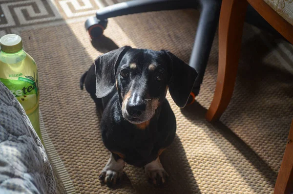 Retrato Dachshund Preto Perfil Natureza — Fotografia de Stock