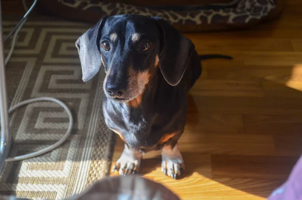 Retrato Dachshund Preto Perfil Natureza — Fotografia de Stock