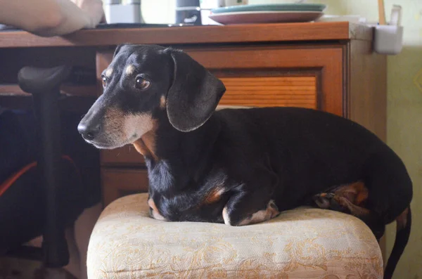 Teckel Noir Repose Sur Tabouret Haut Beige Doux — Photo