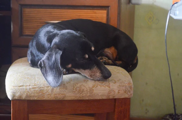 Teckel Noir Repose Sur Tabouret Haut Beige Doux — Photo