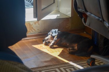 Siyah dachshund güneşin altında uzanıyor odanın zemininde ve uyuyor