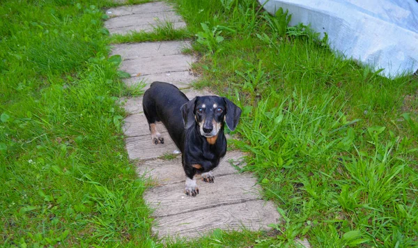 緑の草の間に黒い犬が石の歩道に立っている — ストック写真