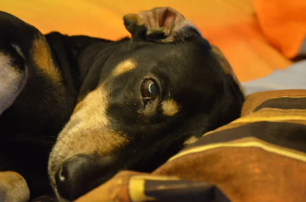 Retrato Dachshund Preto Perfil Natureza — Fotografia de Stock