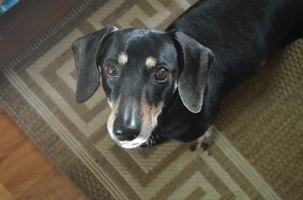 Retrato Dachshund Preto Perfil Natureza — Fotografia de Stock